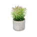 Decorative Plant Ibergarden Wood Polyethylene Plastic Cement Succulent 12 x 22 x 12 cm (8 Units) - Декорация и