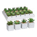 Decorative Plant Mica Decorations 8 x 5 cm Green PVC Succulent - Декорация и Осветление<<<Дом Градина<<<BigBuy&&&Други