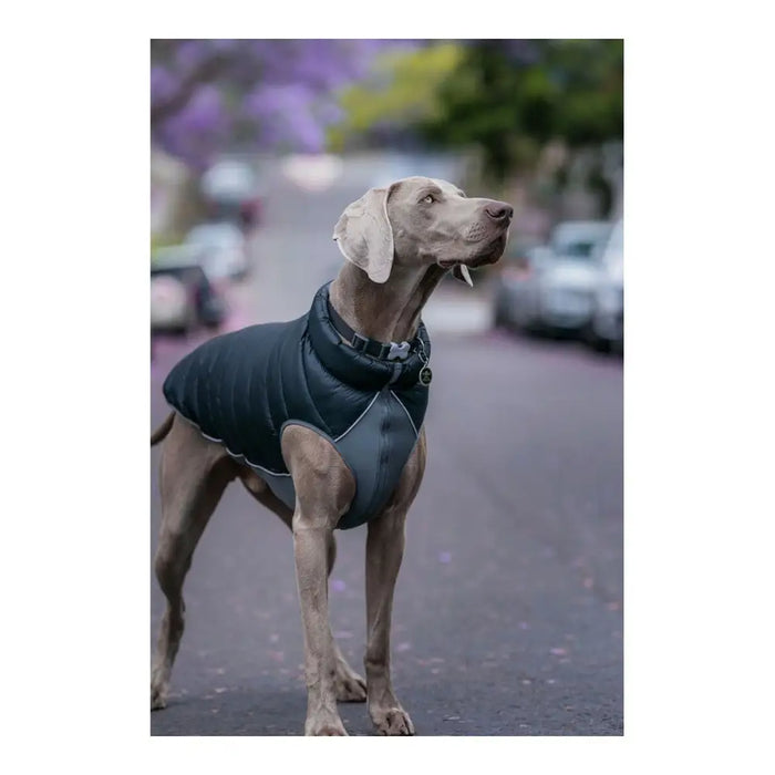 Dog Coat Red Dingo Puffer 45 cm Black/Grey - Домашни Животни<<<Дом Градина<<<BigBuy&&&Пътуване и разходки<<<Домашни