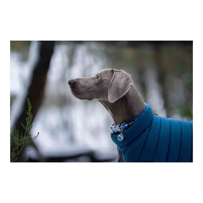 Dog Coat Red Dingo Puffer Turquoise 25 cm - Домашни Животни<<<Дом Градина<<<BigBuy&&&Пътуване и разходки<<<Домашни