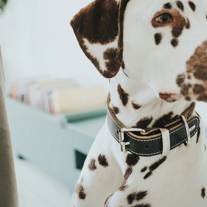 Dog collar Hunter Aalborg Black (30-38 cm) - Домашни Животни<<<Дом Градина<<<BigBuy&&&Пътуване и разходки<<<Домашни