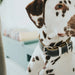 Dog collar Hunter Aalborg Black (30-38 cm) - Домашни Животни<<<Дом Градина<<<BigBuy&&&Пътуване и разходки<<<Домашни