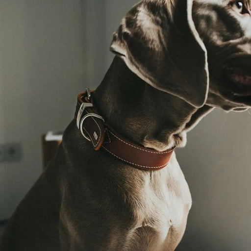 Dog collar Hunter Aalborg Cognac (20-24 cm) - Домашни Животни<<<Дом Градина<<<BigBuy&&&Пътуване и разходки<<<Домашни