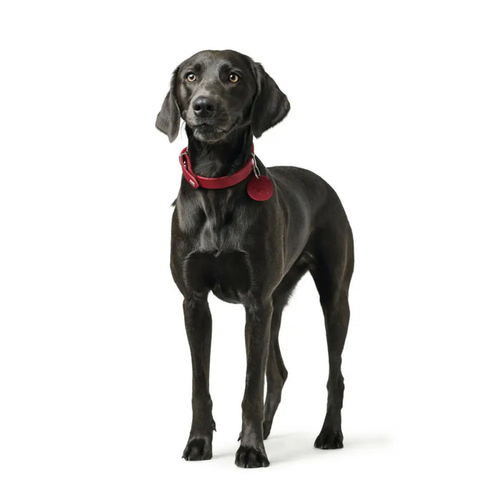 Dog collar Hunter Aalborg Red S 32-38 cm - Домашни Животни<<<Дом Градина<<<BigBuy&&&Пътуване и разходки<<<Домашни