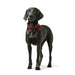 Dog collar Hunter Aalborg Red S/M 37-43 cm - Домашни Животни<<<Дом Градина<<<BigBuy&&&Пътуване и разходки<<<Домашни