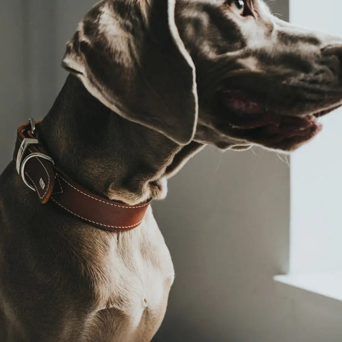 Dog collar Hunter Aalborg Special Cognac (36-44 cm) - Домашни Животни<<<Дом Градина<<<BigBuy&&&Пътуване и
