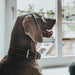 Dog collar Hunter Aalborg Special Cognac - Домашни Животни<<<Дом Градина<<<BigBuy&&&Пътуване и разходки<<<Домашни