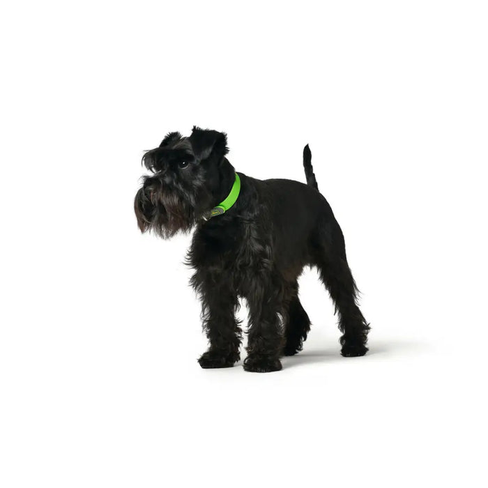 Dog collar Hunter Convenience 47-55 cm L Green - Домашни Животни<<<Дом Градина<<<BigBuy&&&Пътуване и разходки<<<Домашни