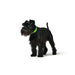 Dog collar Hunter Convenience 47-55 cm L Green - Домашни Животни<<<Дом Градина<<<BigBuy&&&Пътуване и разходки<<<Домашни