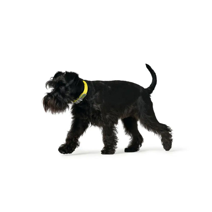 Dog collar Hunter Convenience 53-61 cm L/XL Yellow - Домашни Животни<<<Дом Градина<<<BigBuy&&&Пътуване и