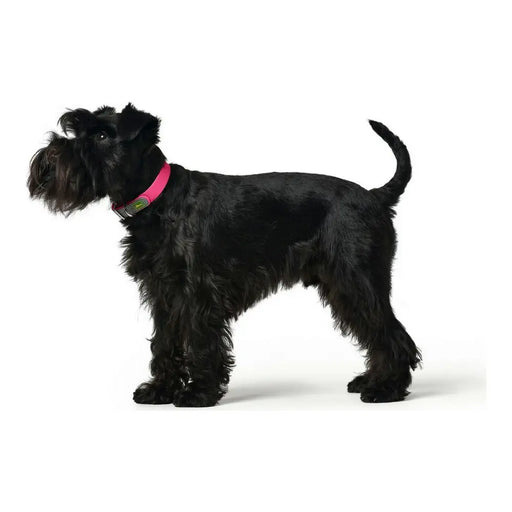 Dog collar Hunter Convenience Pink S/M - Домашни Животни<<<Дом Градина<<<BigBuy&&&Пътуване и разходки<<<Домашни