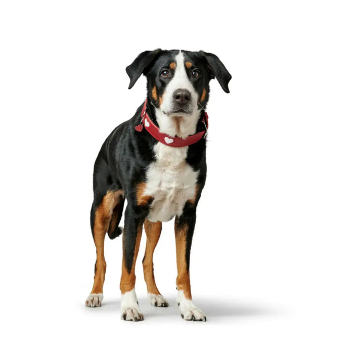 Dog collar Hunter Love M 41-49 cm Red - Домашни Животни<<<Дом Градина<<<BigBuy&&&Пътуване и разходки<<<Домашни