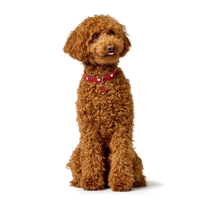 Dog collar Hunter Love M 41-49 cm Red - Домашни Животни<<<Дом Градина<<<BigBuy&&&Пътуване и разходки<<<Домашни