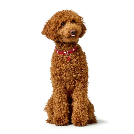 Dog collar Hunter Love Red XS 24-28 cm - Домашни Животни<<<Дом Градина<<<BigBuy&&&Пътуване и разходки<<<Домашни