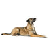 Dog collar Hunter Malia Beige 12 40-49 cm - Домашни Животни<<<Дом Градина<<<BigBuy&&&Пътуване и разходки<<<Домашни