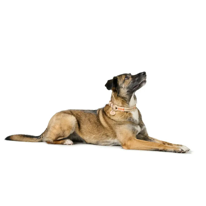 Dog collar Hunter Malia Beige L 50-59 cm - Домашни Животни<<<Дом Градина<<<BigBuy&&&Пътуване и разходки<<<Домашни