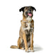 Dog collar Hunter MALIA Green M/L 45-54 cm - Домашни Животни<<<Дом Градина<<<BigBuy&&&Пътуване и разходки<<<Домашни