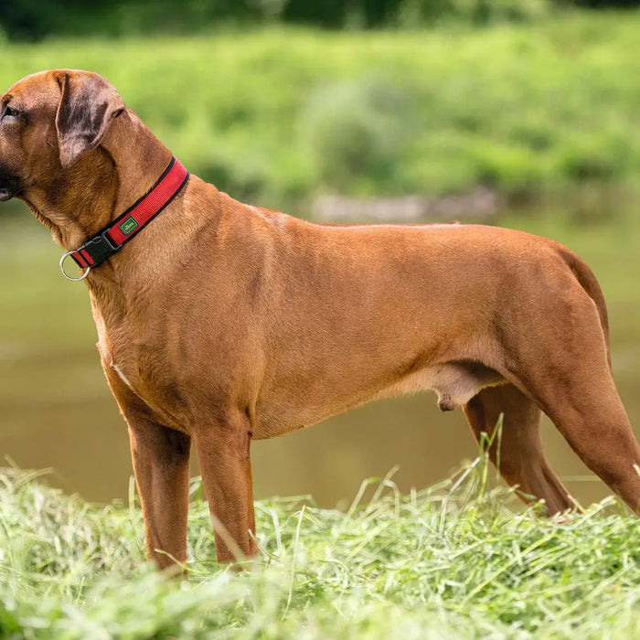 Dog collar Hunter Neopren Vario Red (35-40 cm) - Домашни Животни<<<Дом Градина<<<BigBuy&&&Пътуване и разходки<<<Домашни