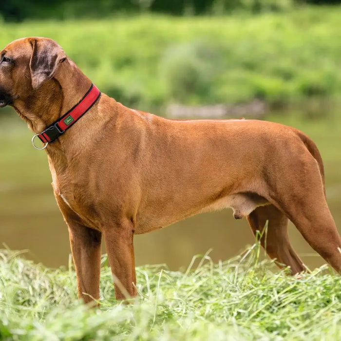 Dog collar Hunter Neopren Vario Red - Домашни Животни<<<Дом Градина<<<BigBuy&&&Пътуване и разходки<<<Домашни