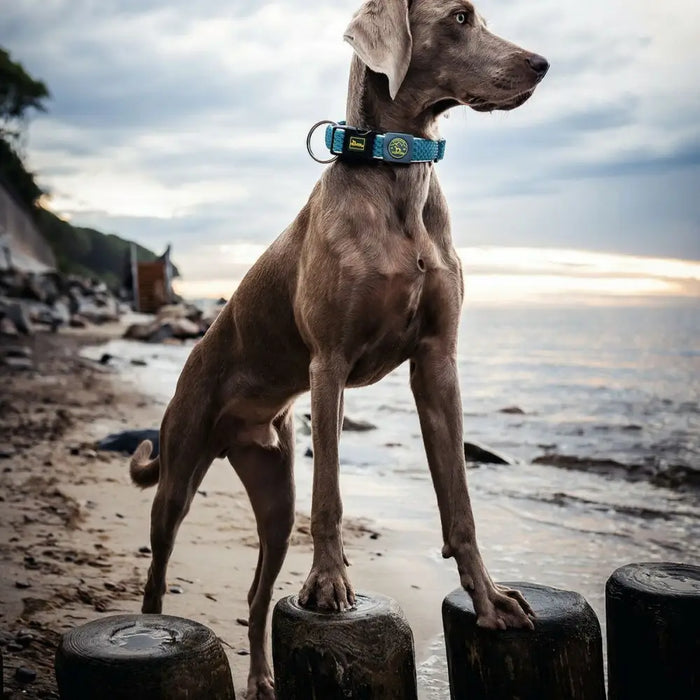 Dog collar Hunter Plus Thread turquoise Turquoise Size XL (45-70 cm) - Домашни Животни<<<Дом