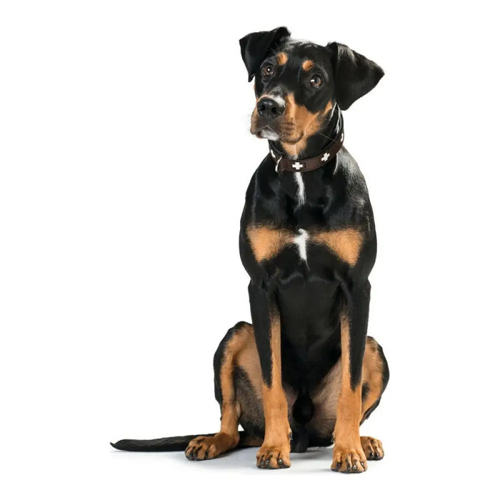 Dog collar Hunter Swiss 30-34.5 cm - Домашни Животни<<<Дом Градина<<<BigBuy&&&Пътуване и разходки<<<Домашни