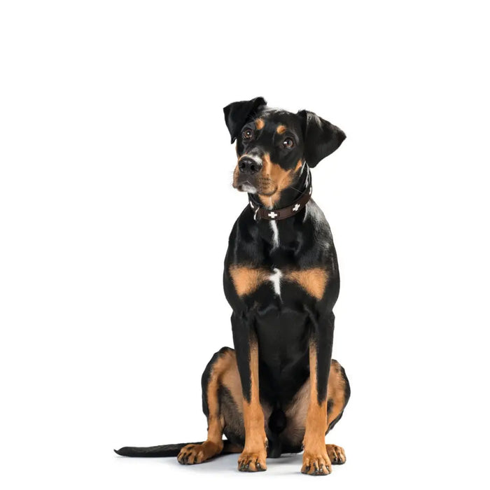 Dog collar Hunter Swiss 35-43 cm - Домашни Животни<<<Дом Градина<<<BigBuy&&&Пътуване и разходки<<<Домашни Животни<<<Дом
