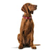 Dog collar Hunter Swiss Red/Black 30-34.5 cm - Домашни Животни<<<Дом Градина<<<BigBuy&&&Пътуване и разходки<<<Домашни