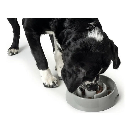 Dog Feeder Hunter Melamin 550 ml - Домашни Животни<<<Дом Градина<<<BigBuy&&&Купички за храна и вода<<<Домашни