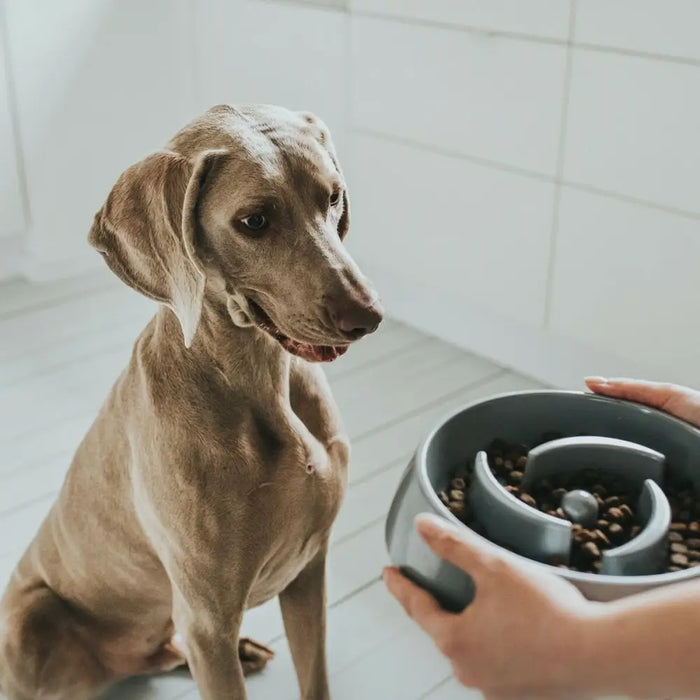 Dog Feeder Hunter Melamin 900 ml - Домашни Животни<<<Дом Градина<<<BigBuy&&&Купички за храна и вода<<<Домашни
