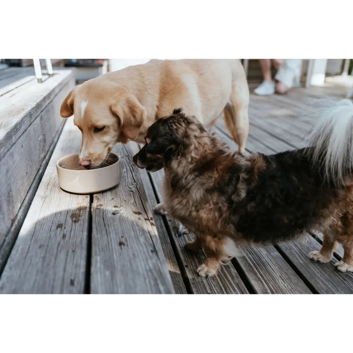 Dog Feeder Hunter OSBY Beige Ceramic 350 ml - Домашни Животни<<<Дом Градина<<<BigBuy&&&Купички за храна и