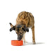 Dog Feeder Hunter OSBY Orange Ceramic 2,5 L - Домашни Животни<<<Дом Градина<<<BigBuy&&&Купички за храна и