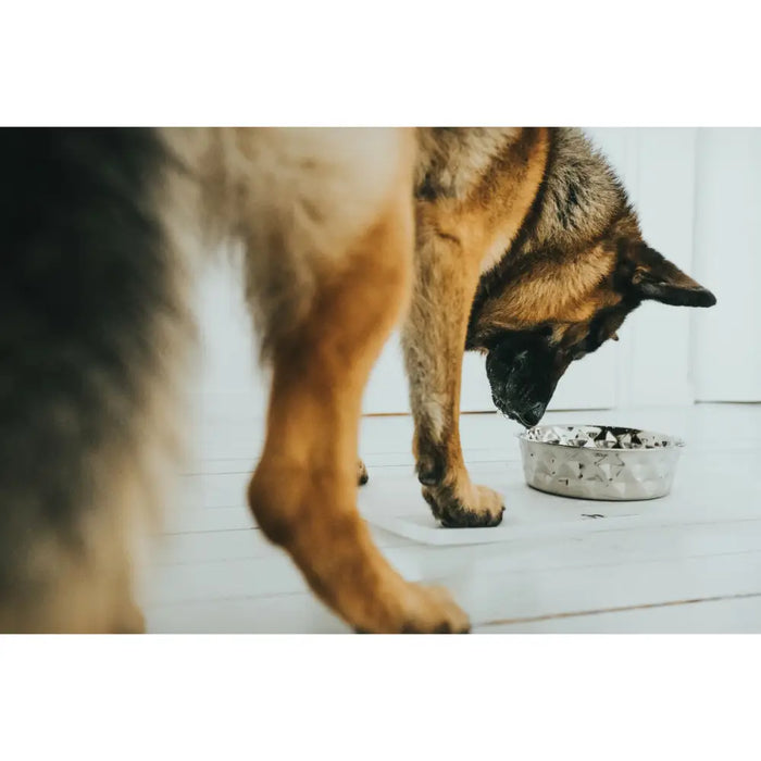 Dog Feeder Hunter Silicone Stainless steel 2,6 L - Домашни Животни<<<Дом Градина<<<BigBuy&&&Купички за храна и