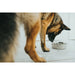 Dog Feeder Hunter Silicone Stainless steel 2,6 L - Домашни Животни<<<Дом Градина<<<BigBuy&&&Купички за храна и