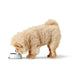 Dog Feeder Hunter Valencia White 700 ml - Домашни Животни<<<Дом Градина<<<BigBuy&&&Купички за храна и вода<<<Домашни