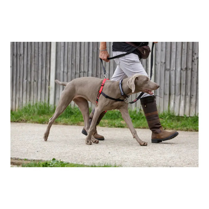 Dog Harness Company of Animals Halti Black/Red L (80-120 cm) - Домашни Животни<<<Дом Градина<<<BigBuy&&&Пътуване и