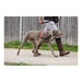 Dog Harness Company of Animals Halti Black/Red L (80-120 cm) - Домашни Животни<<<Дом Градина<<<BigBuy&&&Пътуване и