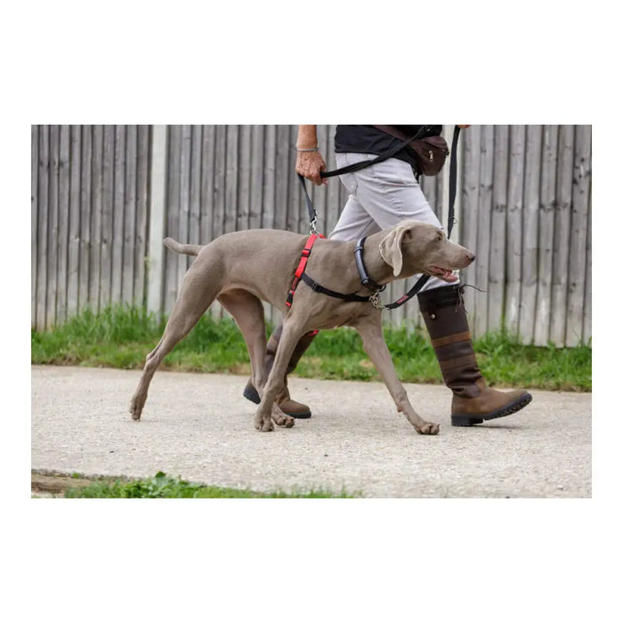 Dog Harness Company of Animals Halti Black/Red L (80-120 cm) - Домашни Животни<<<Дом Градина<<<BigBuy&&&Пътуване и