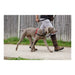 Dog Harness Company of Animals Halti Black/Red L (80-120 cm) - Домашни Животни<<<Дом Градина<<<BigBuy&&&Пътуване и