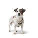 Dog Harness Hunter DIVO UP Beige L/XL - Домашни Животни<<<Дом Градина<<<BigBuy&&&Пътуване и разходки<<<Домашни