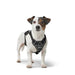 Dog Harness Hunter DIVO UP Black XS - Домашни Животни<<<Дом Градина<<<BigBuy&&&Пътуване и разходки<<<Домашни