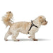 Dog Harness Hunter SOHO MINI Black - Домашни Животни<<<Дом Градина<<<BigBuy&&&Пътуване и разходки<<<Домашни