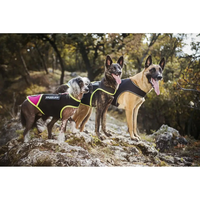 Dog Harness Julius K9 IDC L/XL 2 - Домашни Животни<<<Дом Градина<<<BigBuy&&&Пътуване и разходки<<<Домашни Животни<<<Дом