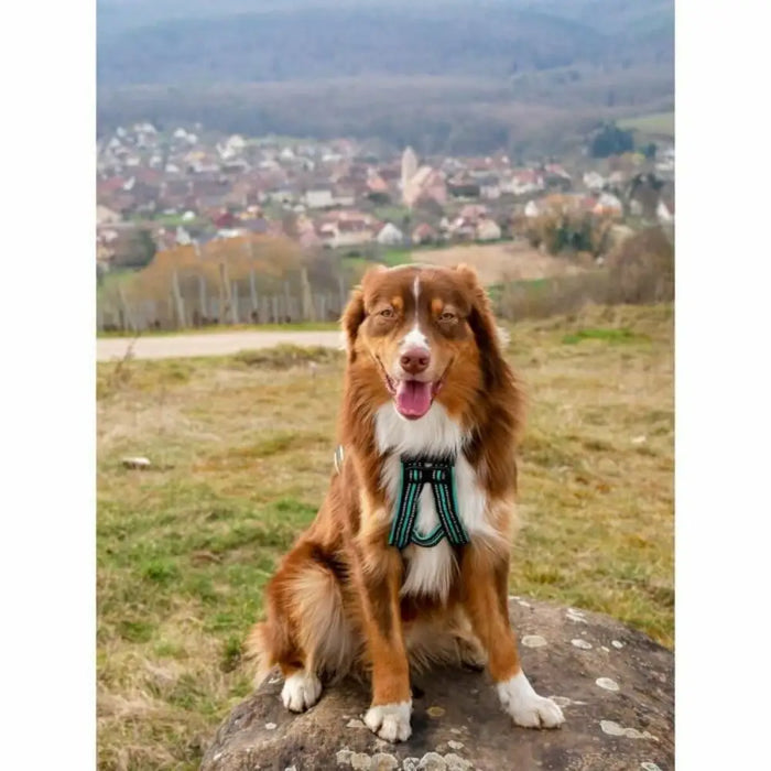 Dog Harness Olympia M - Домашни Животни<<<Дом Градина<<<BigBuy&&&Пътуване и разходки<<<Домашни Животни<<<Дом