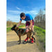 Dog Harness Olympia M - Домашни Животни<<<Дом Градина<<<BigBuy&&&Пътуване и разходки<<<Домашни Животни<<<Дом