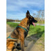 Dog Harness Olympia S - Домашни Животни<<<Дом Градина<<<BigBuy&&&Пътуване и разходки<<<Домашни Животни<<<Дом