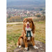 Dog Harness Olympia XS - Домашни Животни<<<Дом Градина<<<BigBuy&&&Пътуване и разходки<<<Домашни Животни<<<Дом