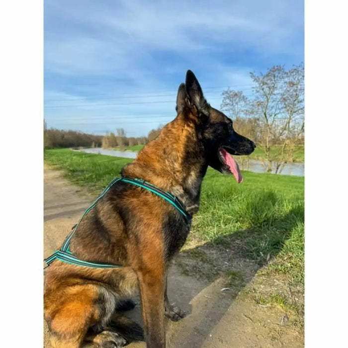 Dog Harness Olympia XS - Домашни Животни<<<Дом Градина<<<BigBuy&&&Пътуване и разходки<<<Домашни Животни<<<Дом