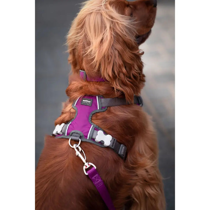 Dog Harness Red Dingo Dingo 38-58 cm 46-63 cm Purple M - Домашни Животни<<<Дом Градина<<<BigBuy&&&Пътуване и