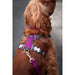 Dog Harness Red Dingo Dingo 38-58 cm 46-63 cm Purple M - Домашни Животни<<<Дом Градина<<<BigBuy&&&Пътуване и