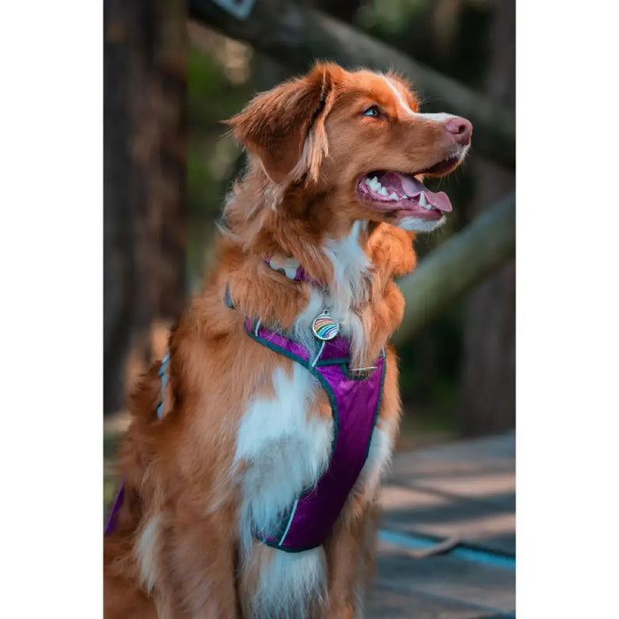 Dog Harness Red Dingo Dingo 38-58 cm 46-63 cm Purple M - Домашни Животни<<<Дом Градина<<<BigBuy&&&Пътуване и